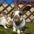 Kaninchen – die richtige Haltung von Hermelin-Kaninchen