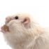 Dürfen Hamster Birnen essen?