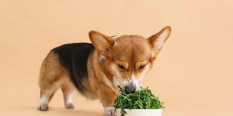 Dürfen Hunde Rucola essen?