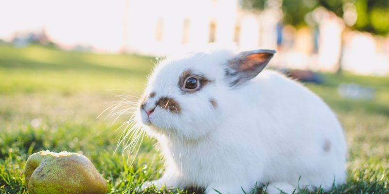 Dürfen Kaninchen Birnen essen?