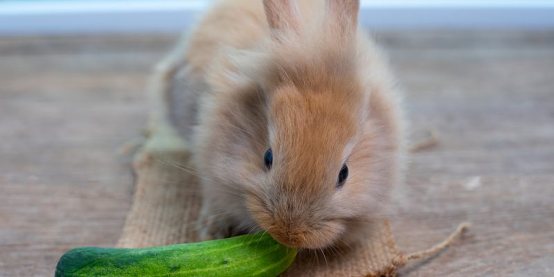 Dürfen Kaninchen Gurke essen?