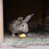 Dürfen Kaninchen Banane essen?