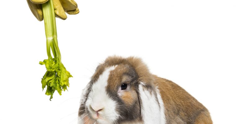Dürfen Kaninchen Sellerie essen?