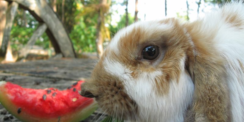 Kaninchen Archive - Haustierwelten.net