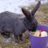 Dürfen Kaninchen Birnen essen?