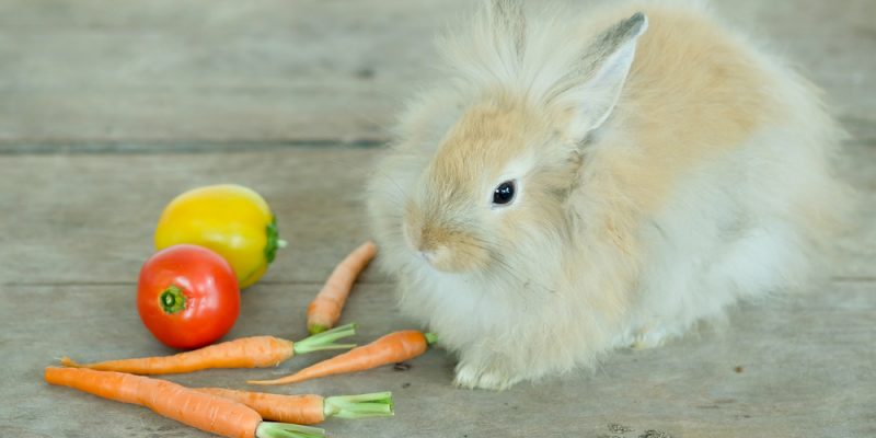 Dürfen Kaninchen Zucchini essen?