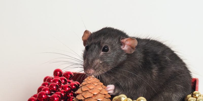 Die richtige Haltung der Dumbo-Ratte