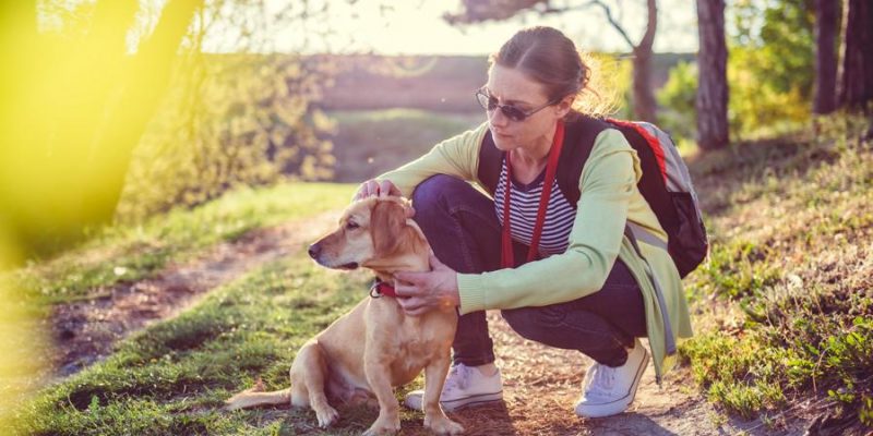 Zecken beim Hund – das ist wichtig