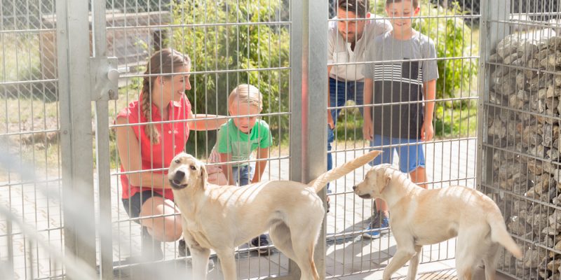 Was man beachten sollte, wenn man ein Haustier kaufen will