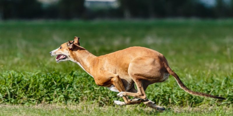 der schnellste Hund der Welt – was man über den Windhund wissen muss