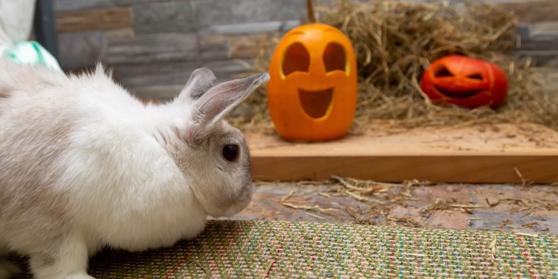Kaninchen – die richtige Haltung von Hermelin-Kaninchen