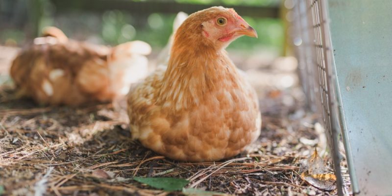 Hühnerhaltung im Garten