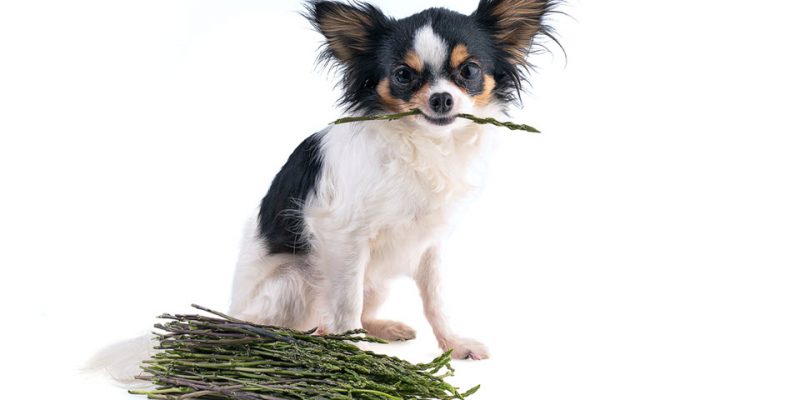 Dürfen Hunde Spargel essen?