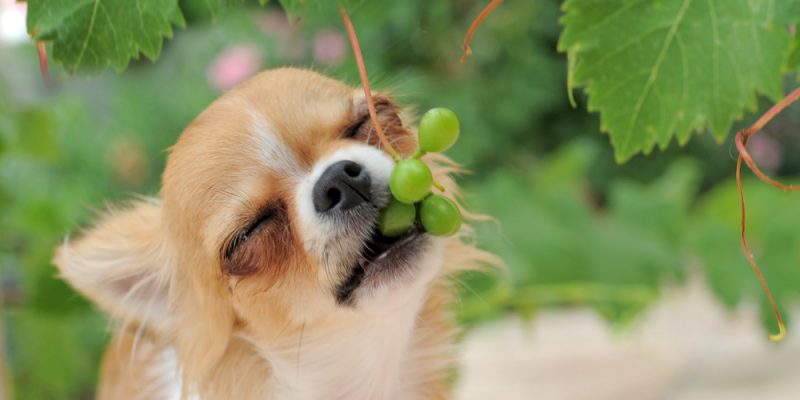 Dürfen Hunde Weintrauben essen?