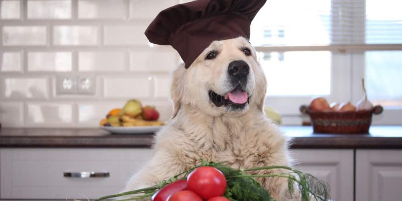 Darf mein Hund Tomaten fressen?