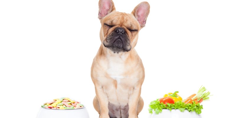 Übergewicht bei Hunden – das kann man tun