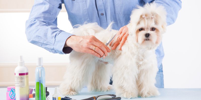 Richtige Fellpflege bei Hunden