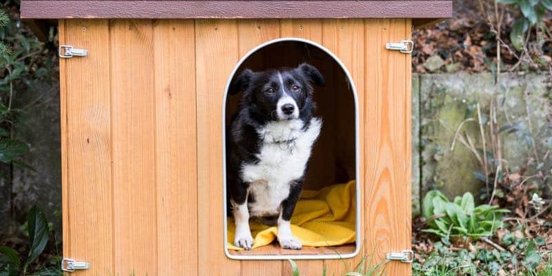 Eine Hundehütte bauen: Unsere besten Tipps