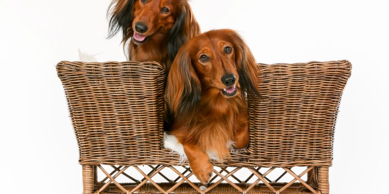 Das perfekte Hundesofa für Ihren Vierbeiner