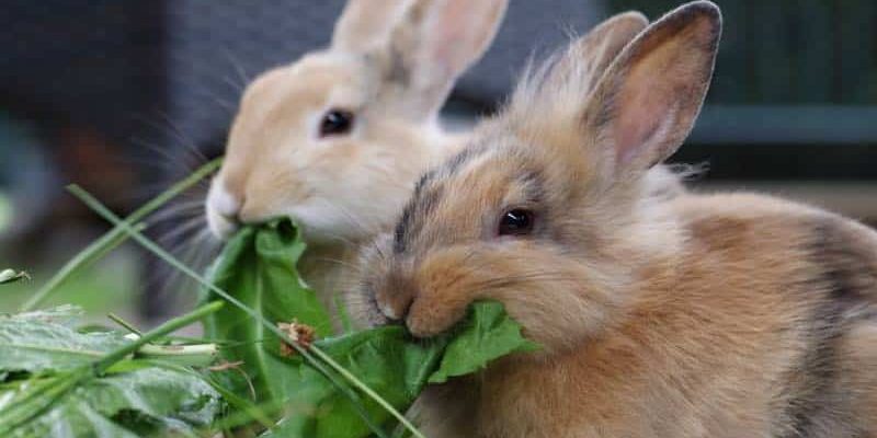 Gesundheitsprobleme bei Kaninchen