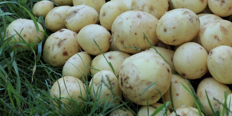 Dürfen Kaninchen Kartoffelschalen oder Kartoffeln essen?