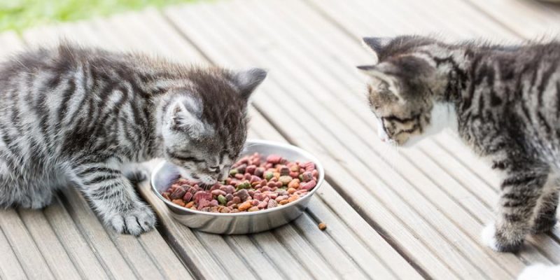 Warum Futter ohne Getreide die beste Wahl für Katzen ist