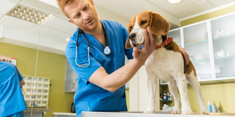 Kolloidales Silber für Hunde