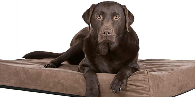 Vorteile gelenkschonender Hundebetten