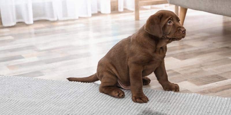 Den Welpen stubenrein bekommen – so gehts entspannt für Mensch und Tier