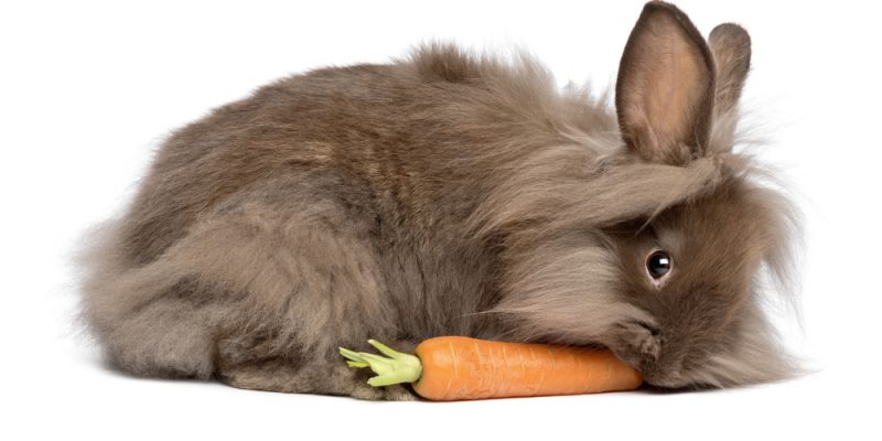 Kaninchen – die richtige Haltung von Löwenköpfchen