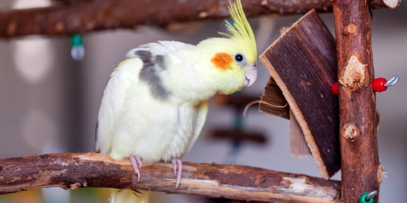 Warum Vögel am besten zu einem Tierarzt mit Zusatzausbildung gebracht werden sollten