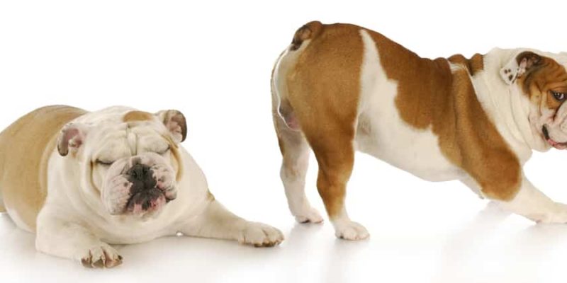 Blähungen beim Hund – Vorsicht Pupsalarm!