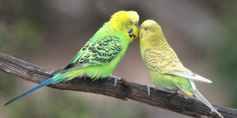 Dürfen Wellensittiche Weintrauben essen?