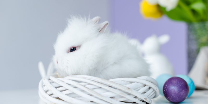 Kaninchen – die richtige Haltung von Teddykaninchen