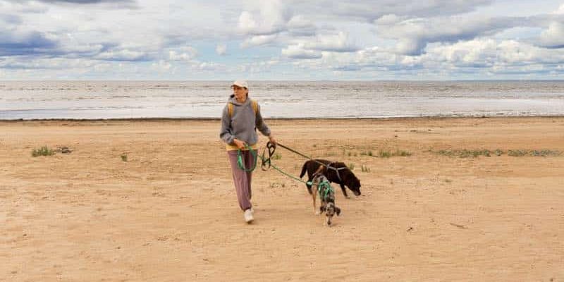 Urlaub mit Haustier: Die besten Tipps für stressfreies Reisen