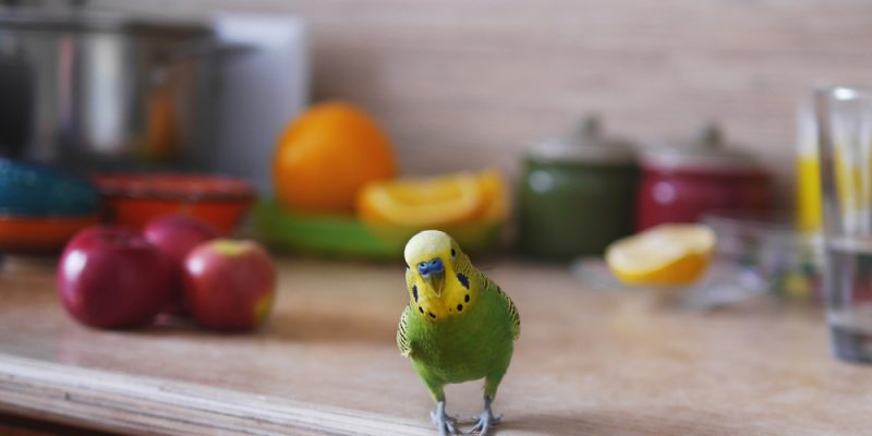 Dürfen Wellensittiche Wassermelone essen?