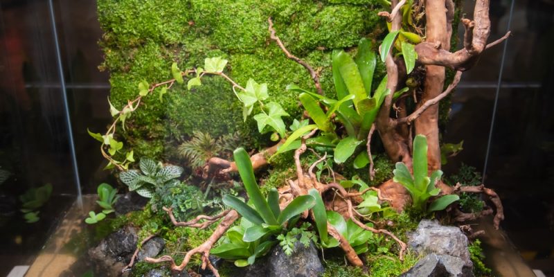 Grundausstattung Terrarium für Wüstentiere