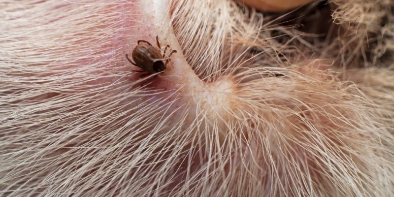 Natürliche Zeckenschutzmittel für den Hund schützen vor Zeckenbissen