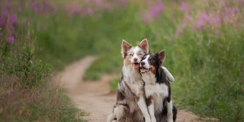 Die häufigsten Krankheiten bei Hunden