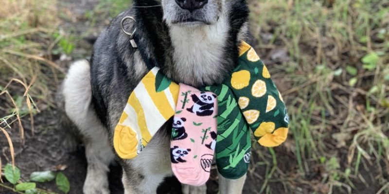 Wie Socken Tieren helfen können