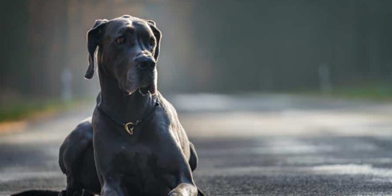 Die Dogge – der Apollo unter den Hunderassen