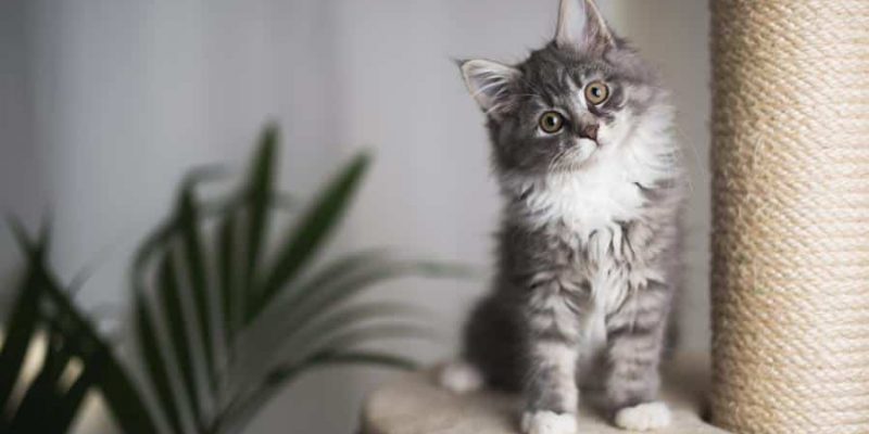 Die erste Katze – so machen frischgebackene Katzenhalter alles richtig