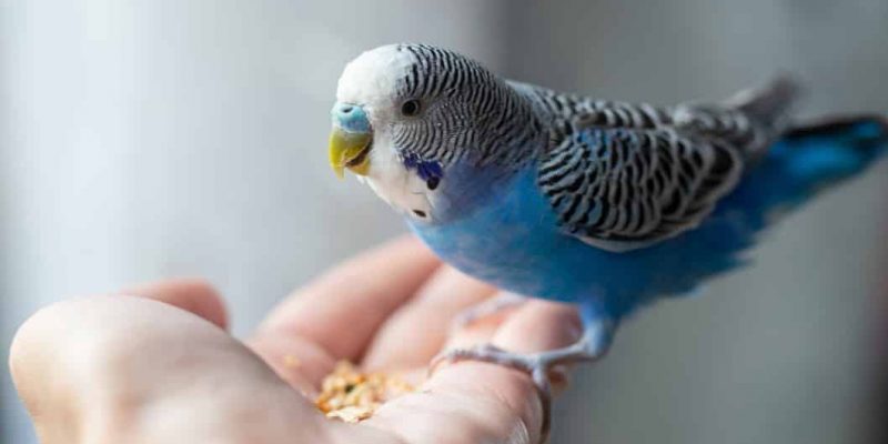 Dürfen Wellensittiche Erdbeeren essen?